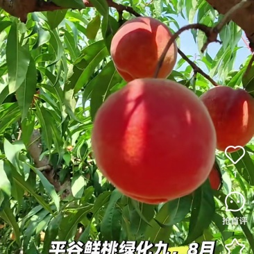 绿化九大桃