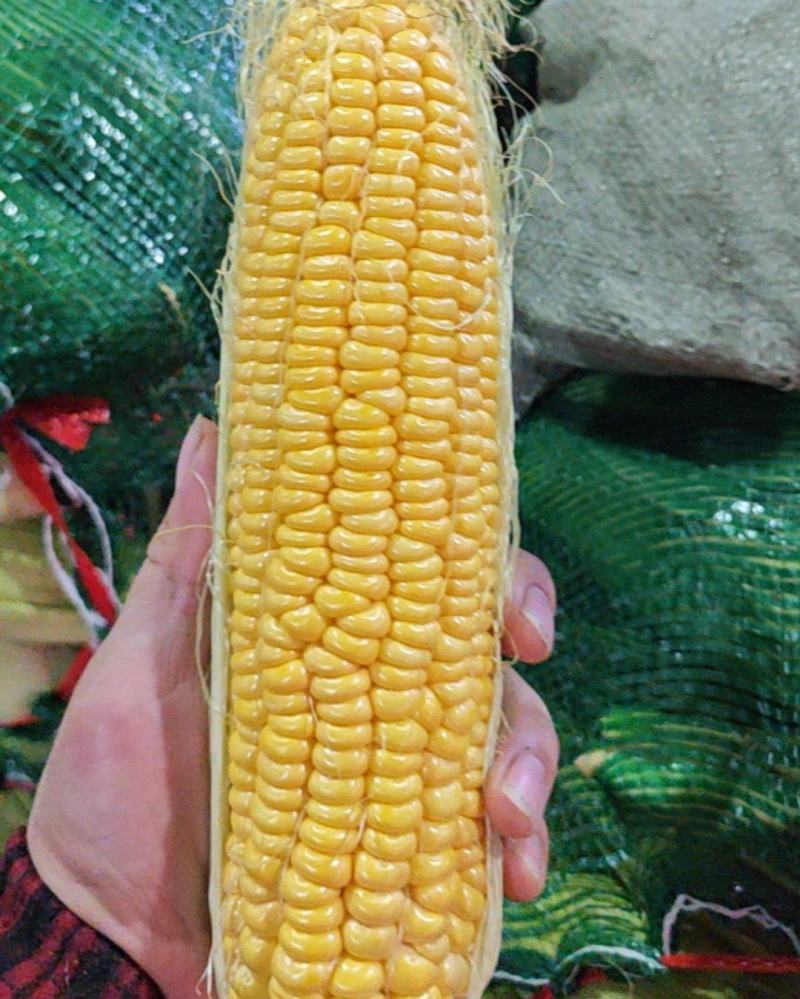 杭州黄玉米白玉米