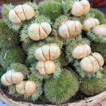 板栗批发