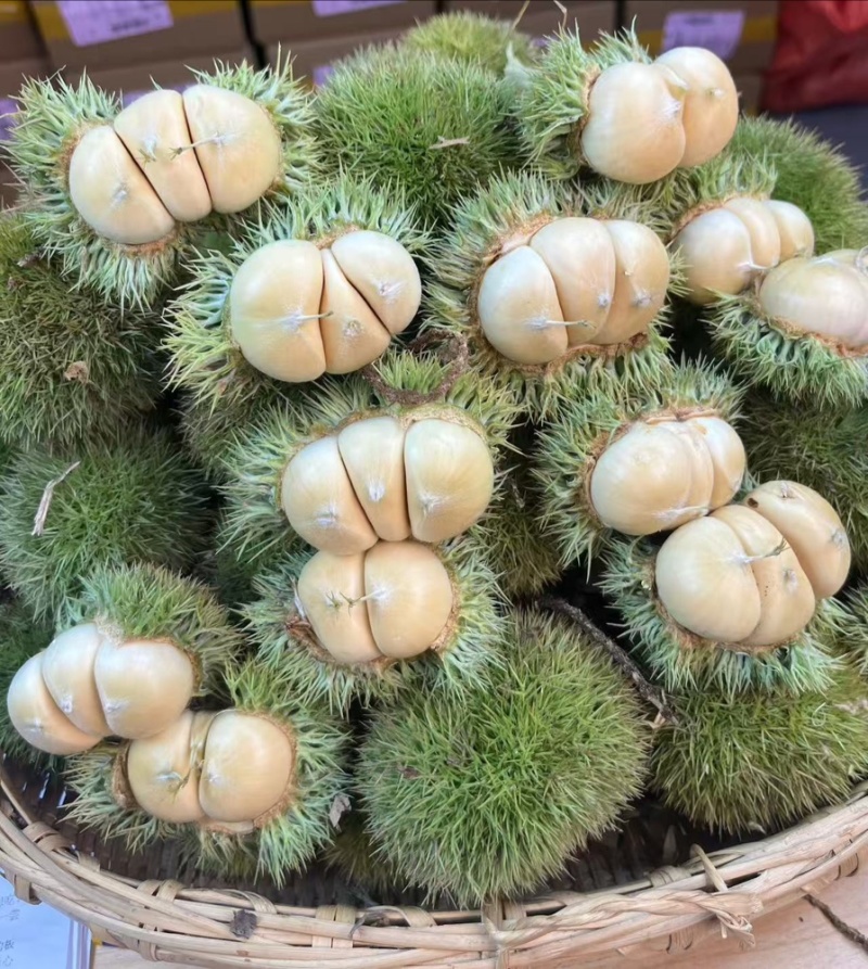 板栗批发