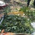 干花椒，鲜活花椒