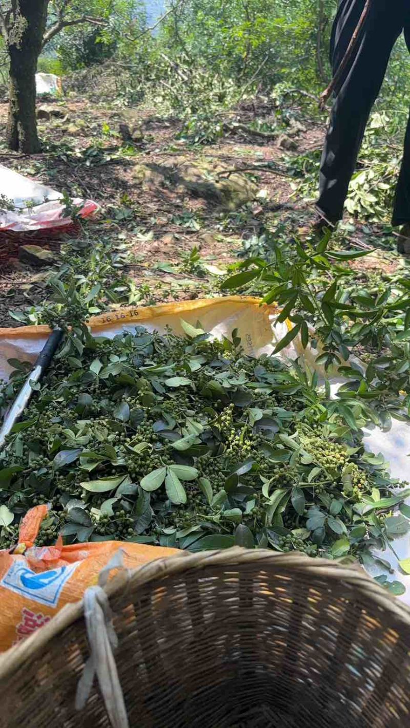 干花椒，鲜活花椒