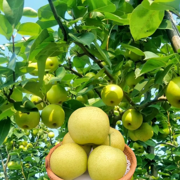 皇冠梨