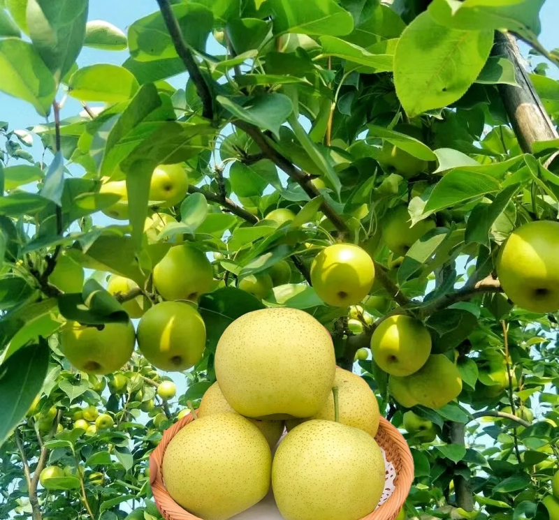 皇冠梨