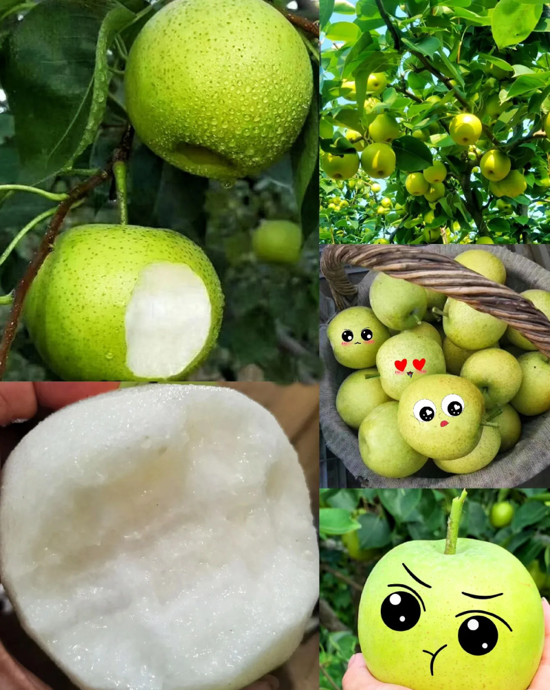 皇冠梨
