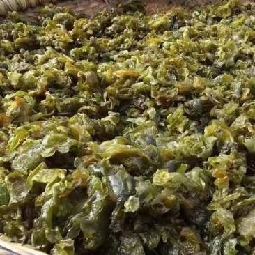 免洗地皮菜