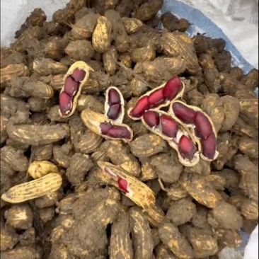 云南西双版纳新鲜黑花生