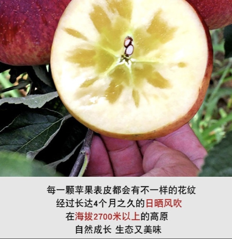 盐源丑苹果糖心富士
