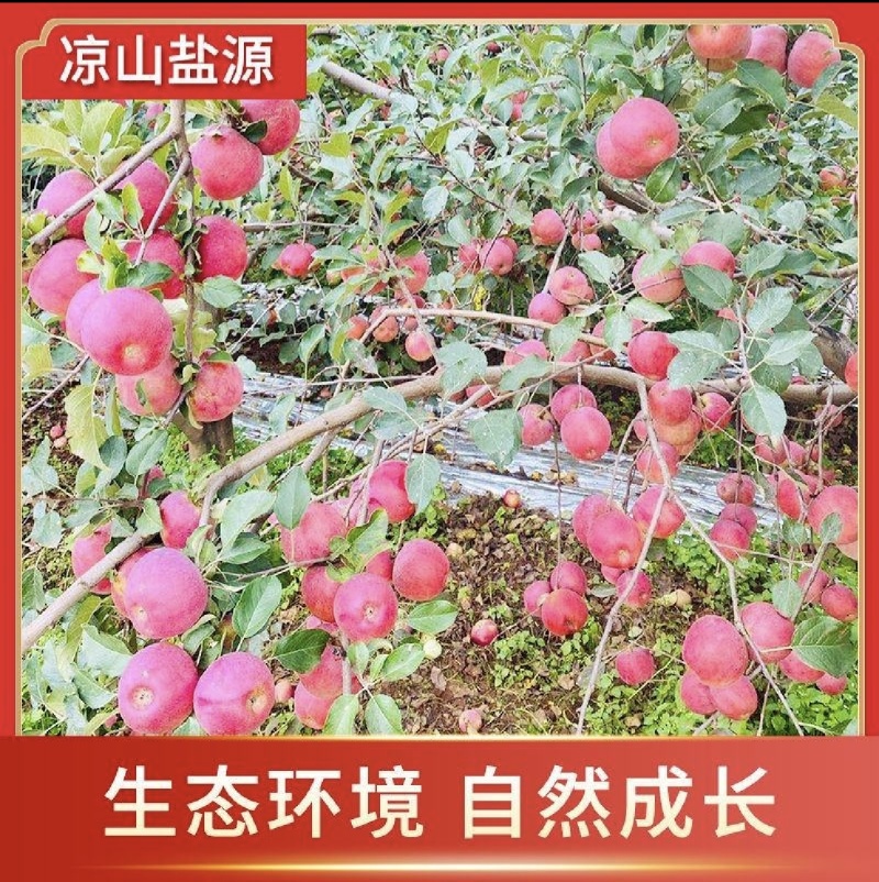 盐源丑苹果糖心富士