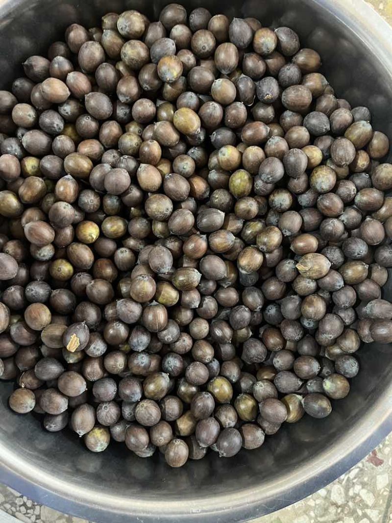 麻莲