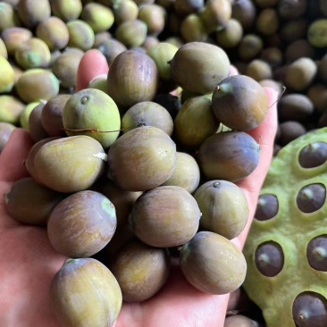 麻莲