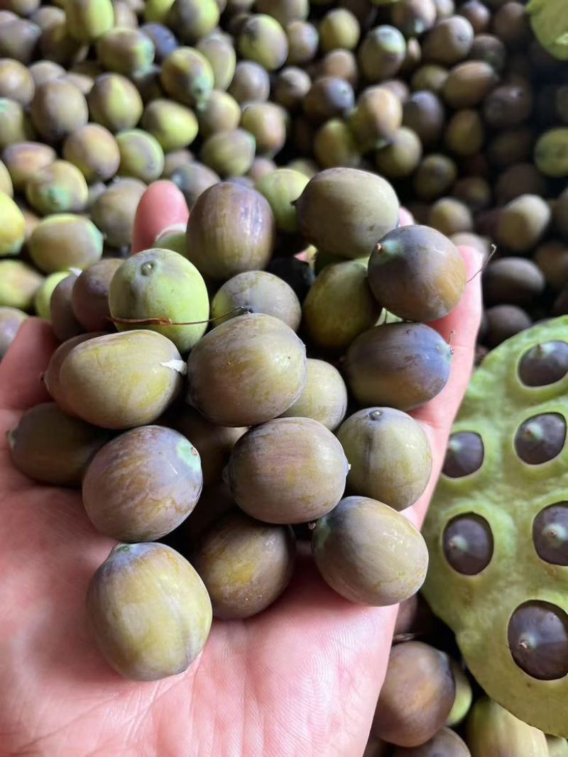 麻莲
