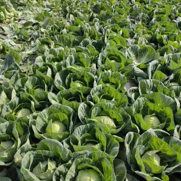 山西白菜（茴子菜）番茄黄瓜