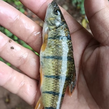 溪石斑鱼