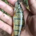 溪石斑鱼
