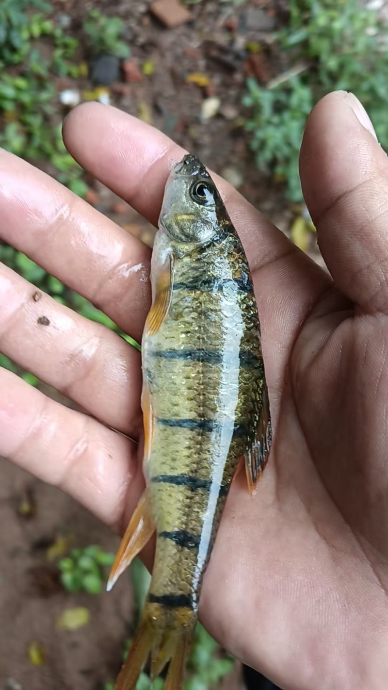 溪石斑鱼