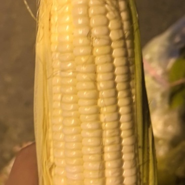 农家糯玉米