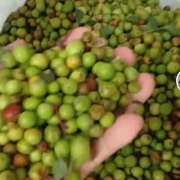 野酸枣