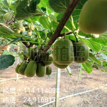 猕猴桃(红心、黄心)