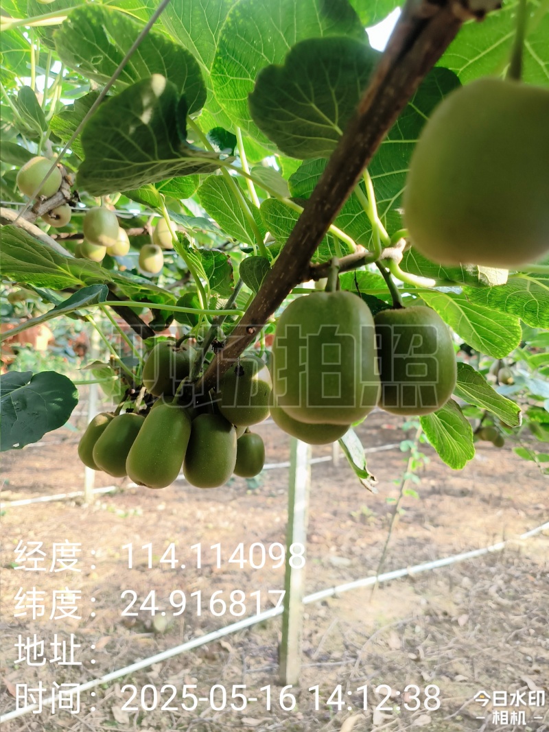猕猴桃(红心、黄心)