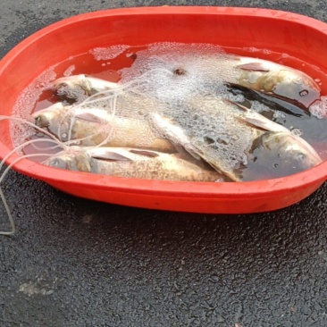 鲢鳙鱼