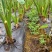 广西荔浦香芋头