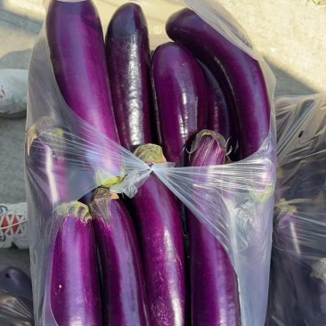 紫茄子🍆