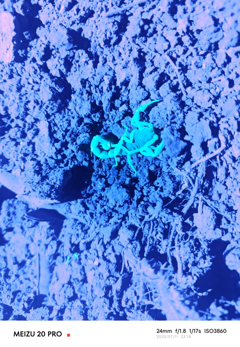 蝎子🦂