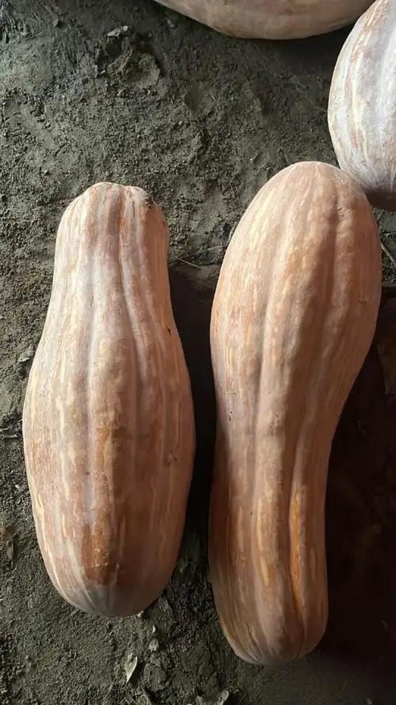 南瓜