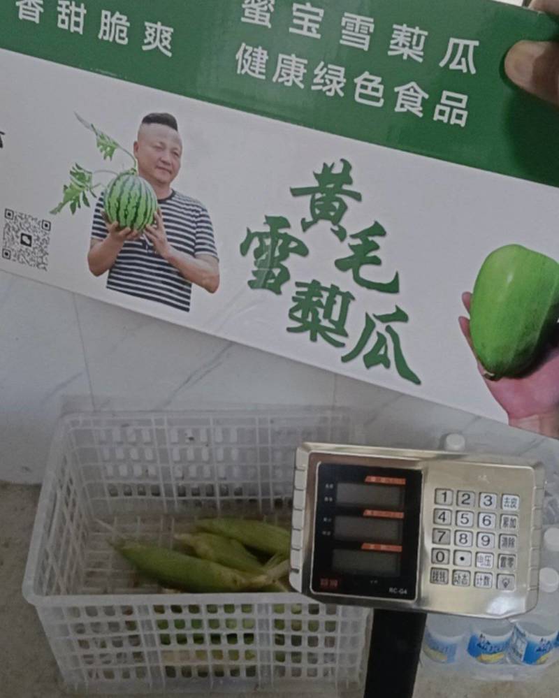 无锡黄土塘雪梨瓜