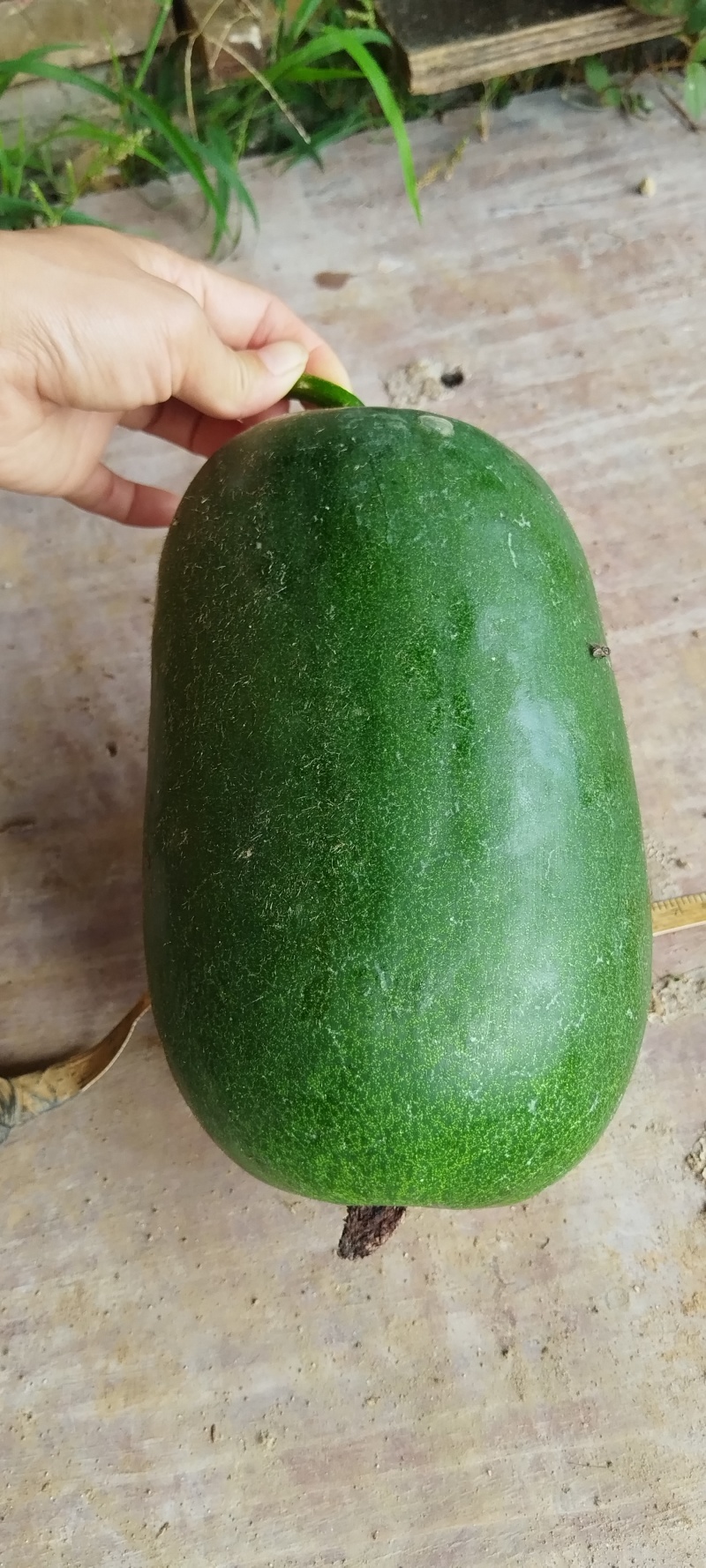 水果冬瓜