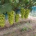 阳光玫瑰（市场、商超、批发）一字头