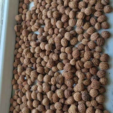 桃核