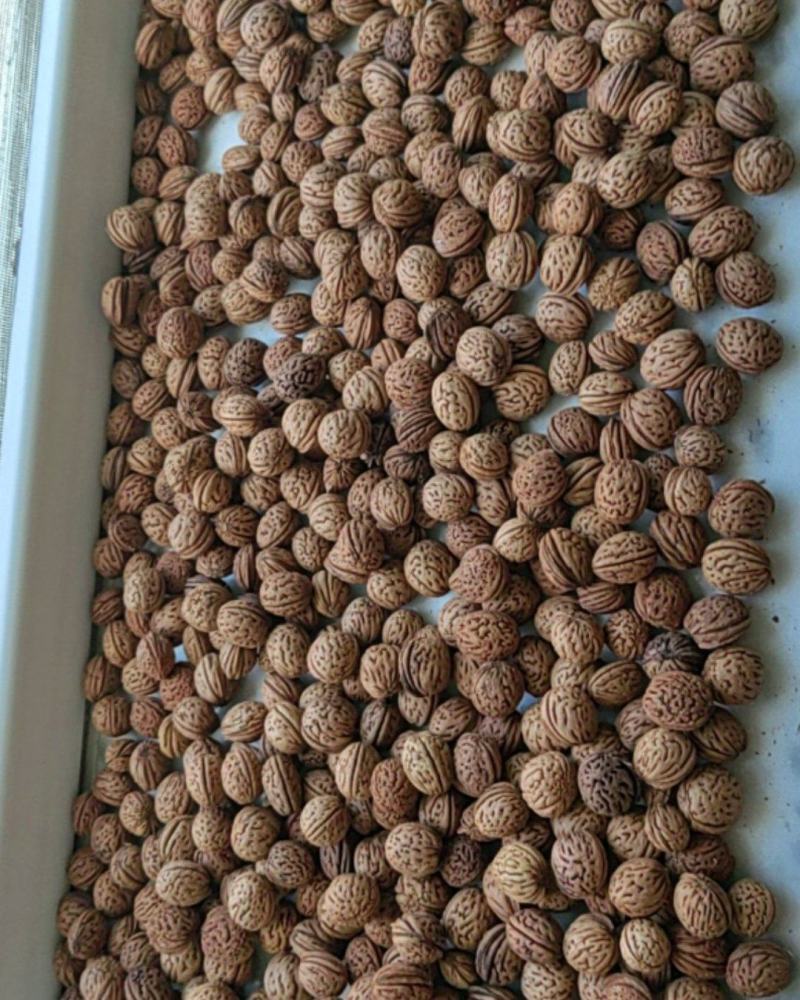 桃核