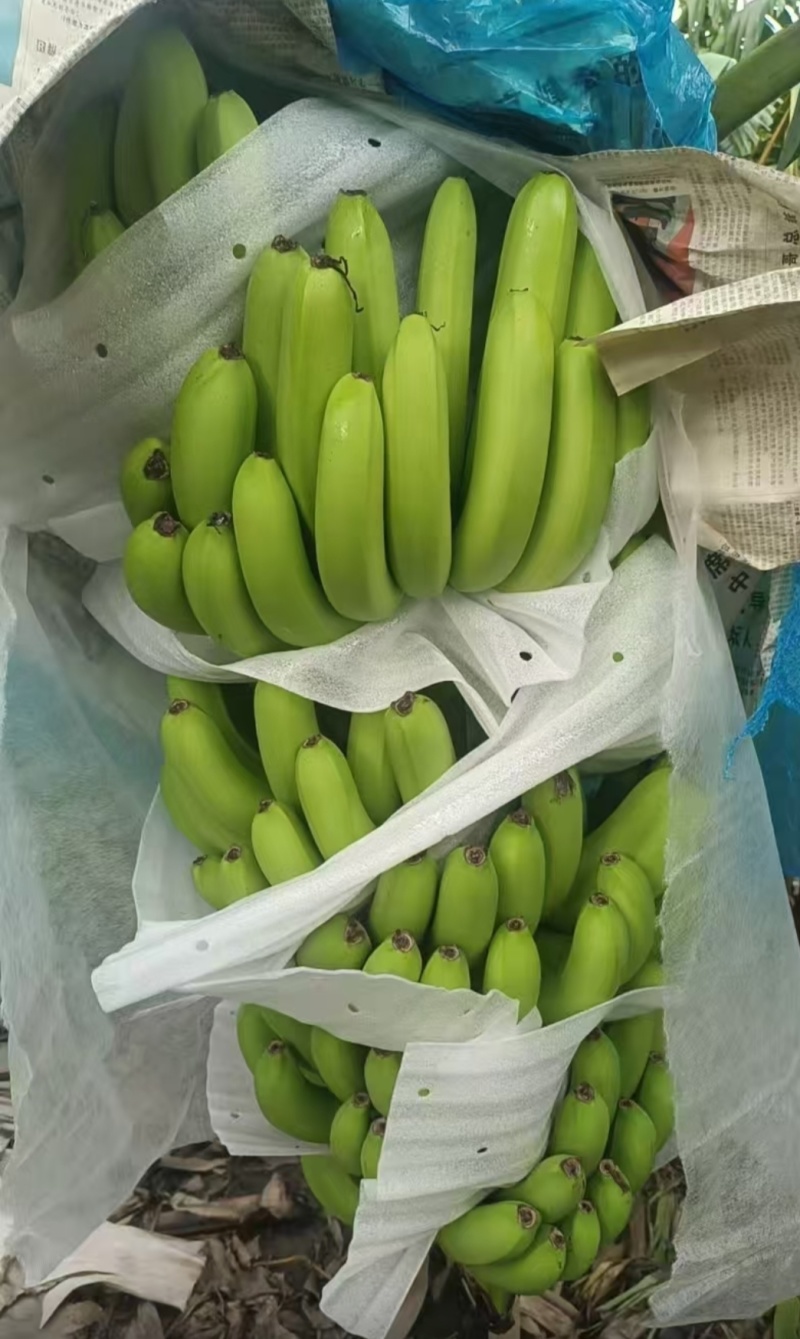 香蕉