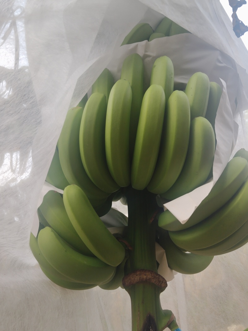 香蕉