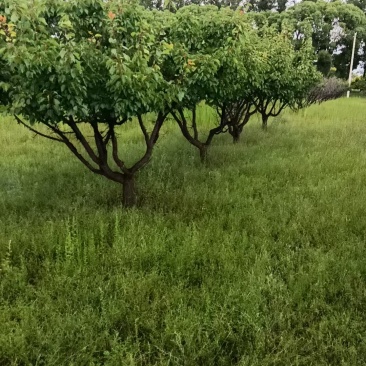 精品杏树成苗