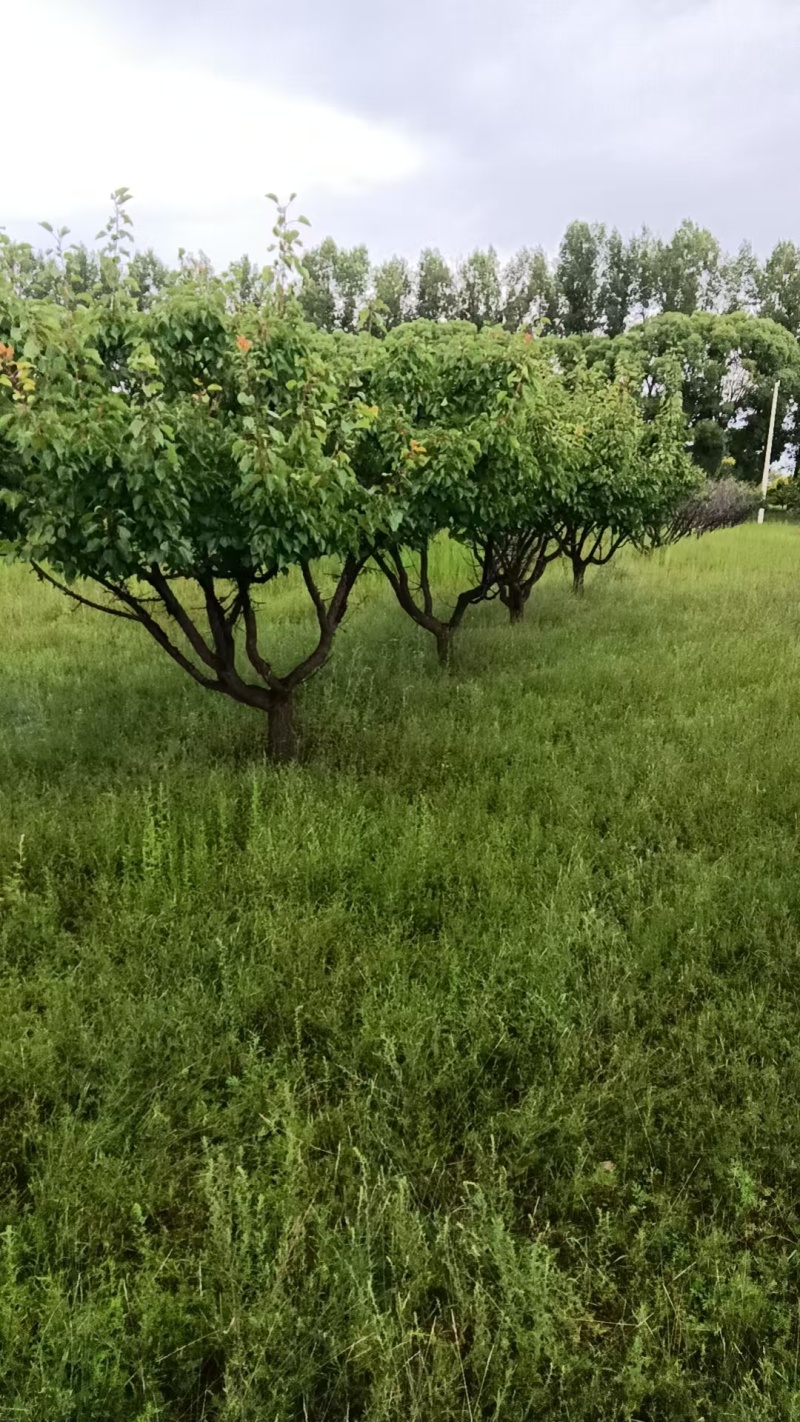 精品杏树成苗