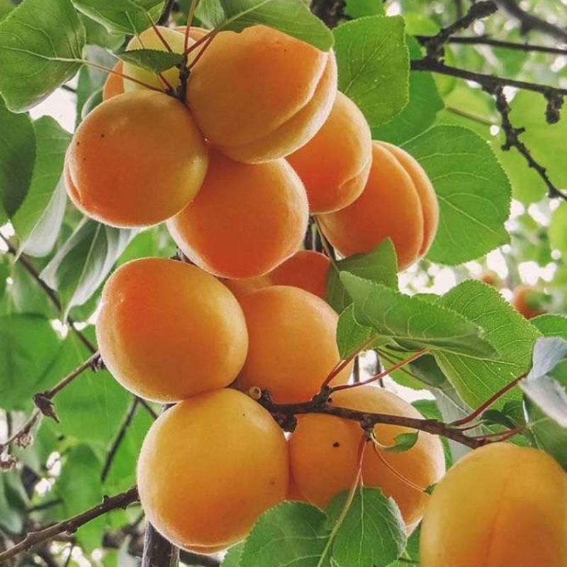 精品杏树成苗