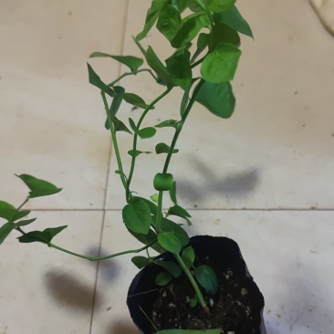 蓝莓苗