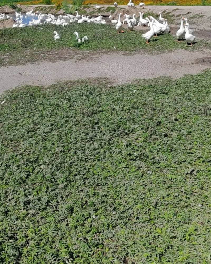 卖大鹅