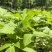 东北红杆大叶芹山野菜秋季头茬现买现拔产地直销