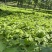 东北红杆大叶芹山野菜秋季头茬现买现拔产地直销