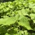 东北红杆大叶芹山野菜秋季头茬现买现拔产地直销