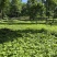 东北红杆大叶芹山野菜秋季头茬现买现拔产地直销