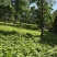 东北红杆大叶芹山野菜秋季头茬现买现拔产地直销