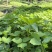 东北红杆大叶芹山野菜秋季头茬现买现拔产地直销