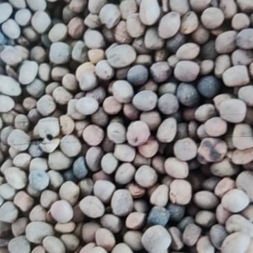 箭筈豌豆