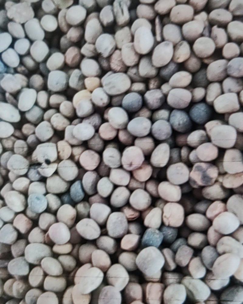 箭筈豌豆