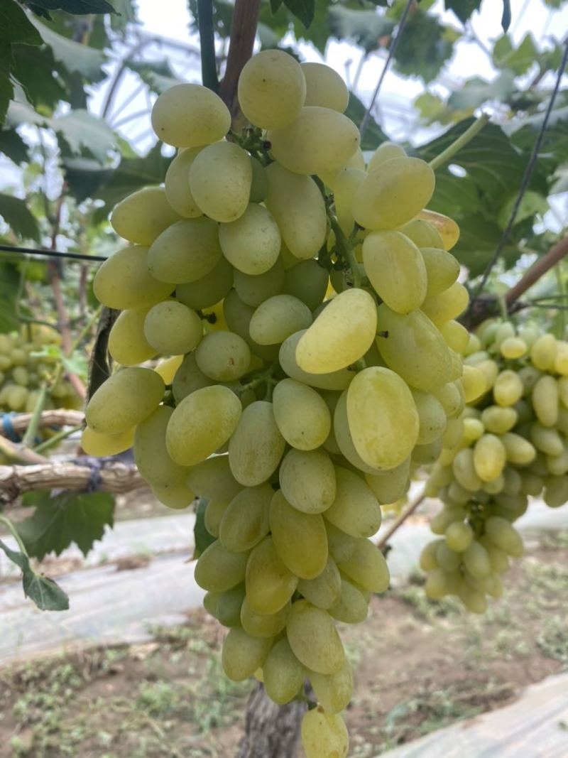 精品金手指葡萄